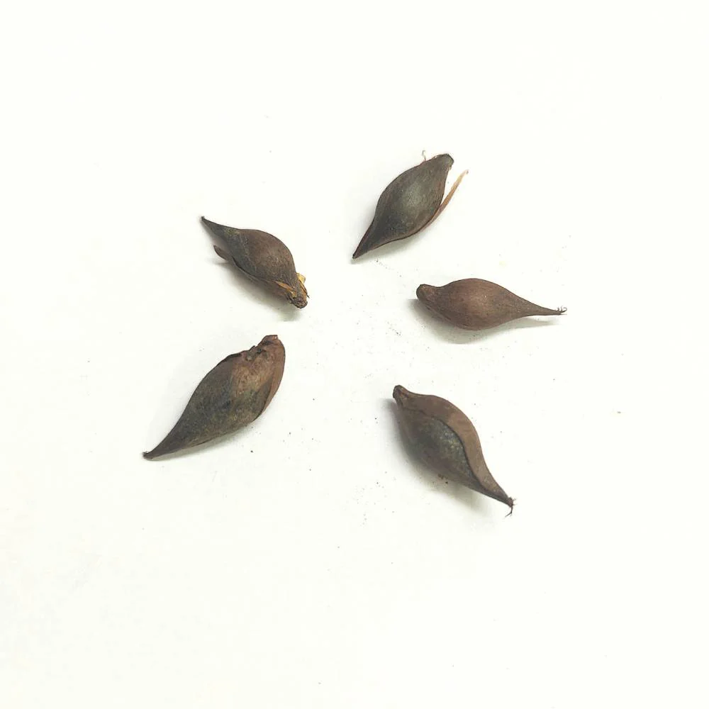 Oxalis Versicolor Flower Bulbs - Image 2