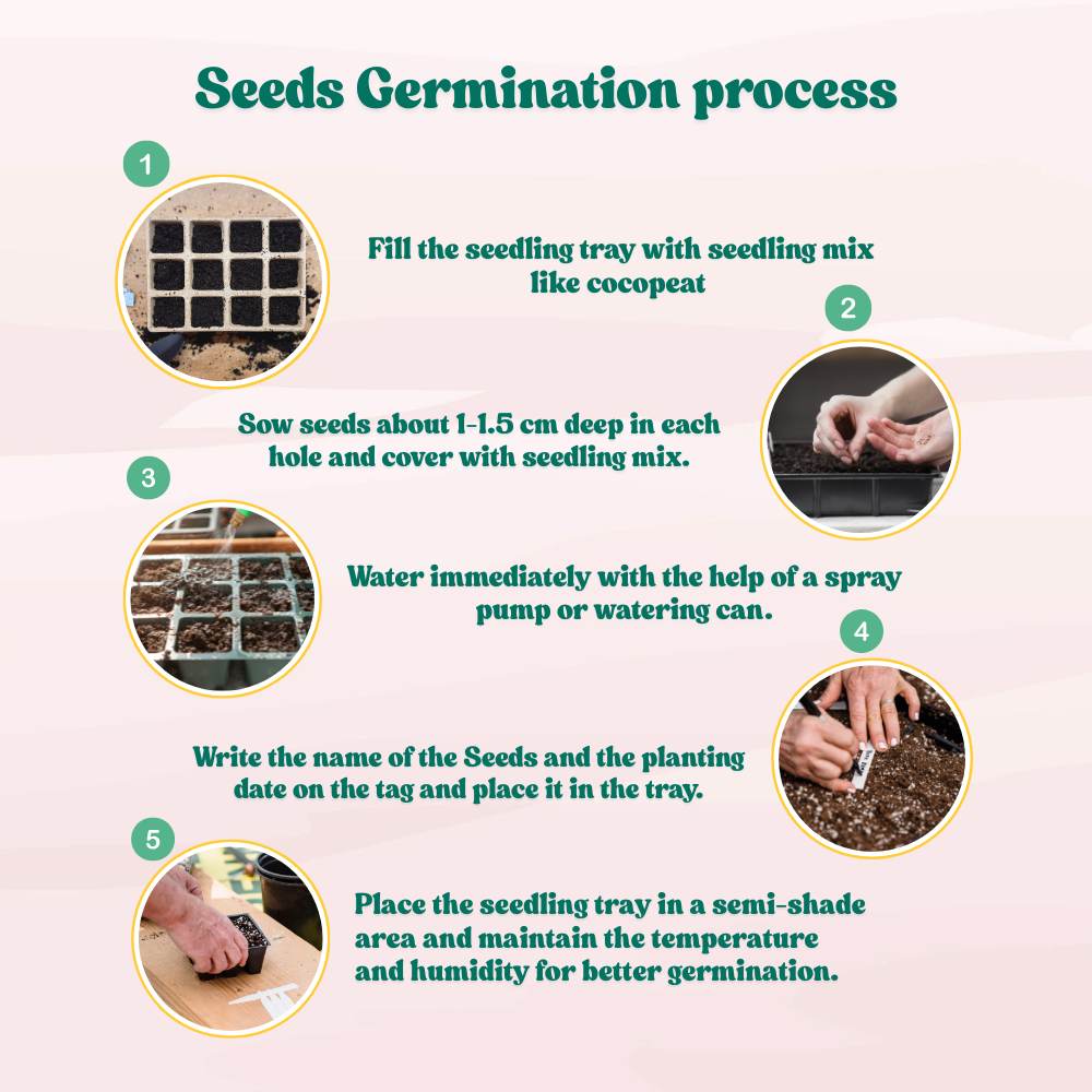 Papaya Seeds - 10 Seeds (Papita ke beej/पपीता के बीज) High Germination,High-yielding and fast-growing - Image 7