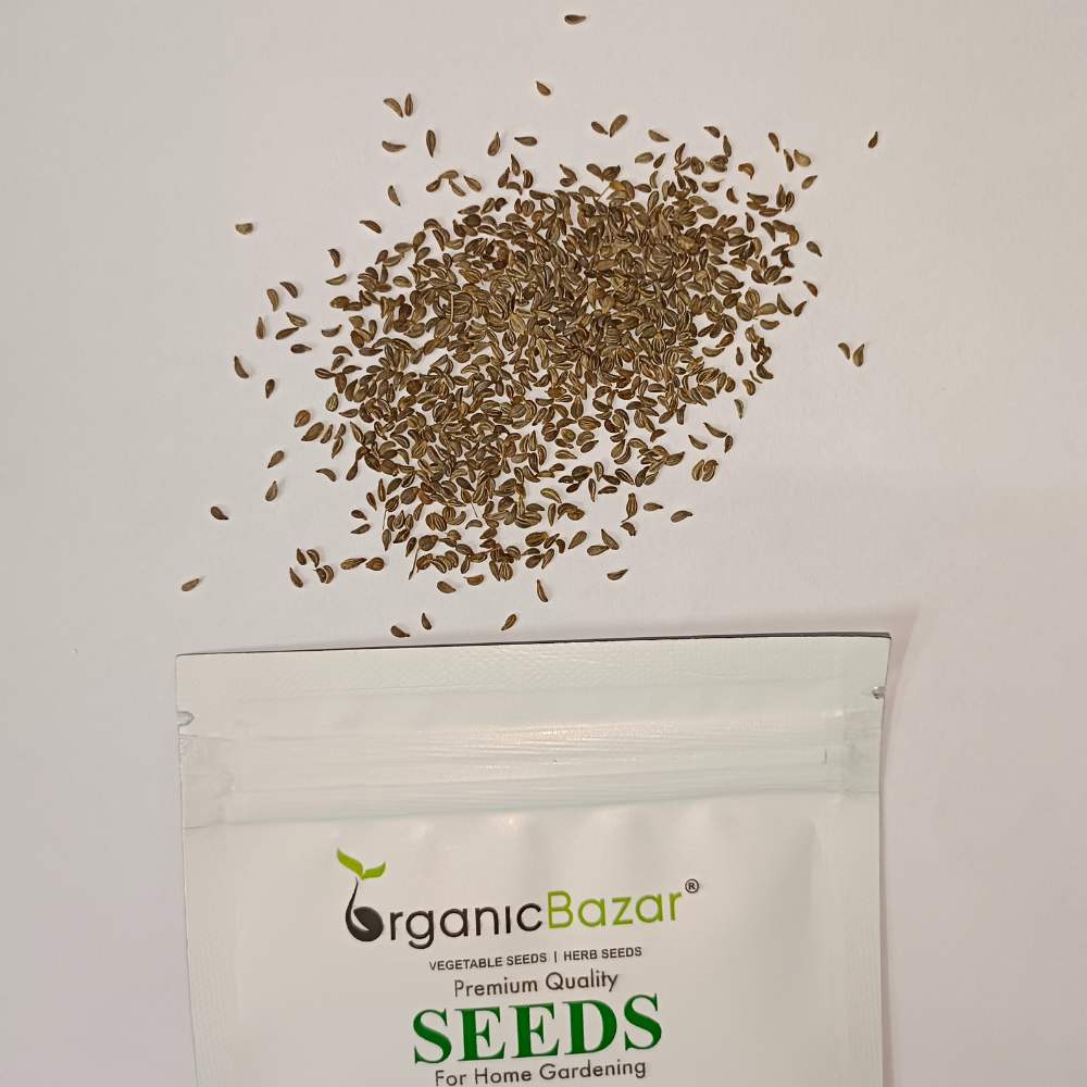 Parsley Seeds - 750 Seeds (Ajmod/अजमोद के बीज) - Image 3