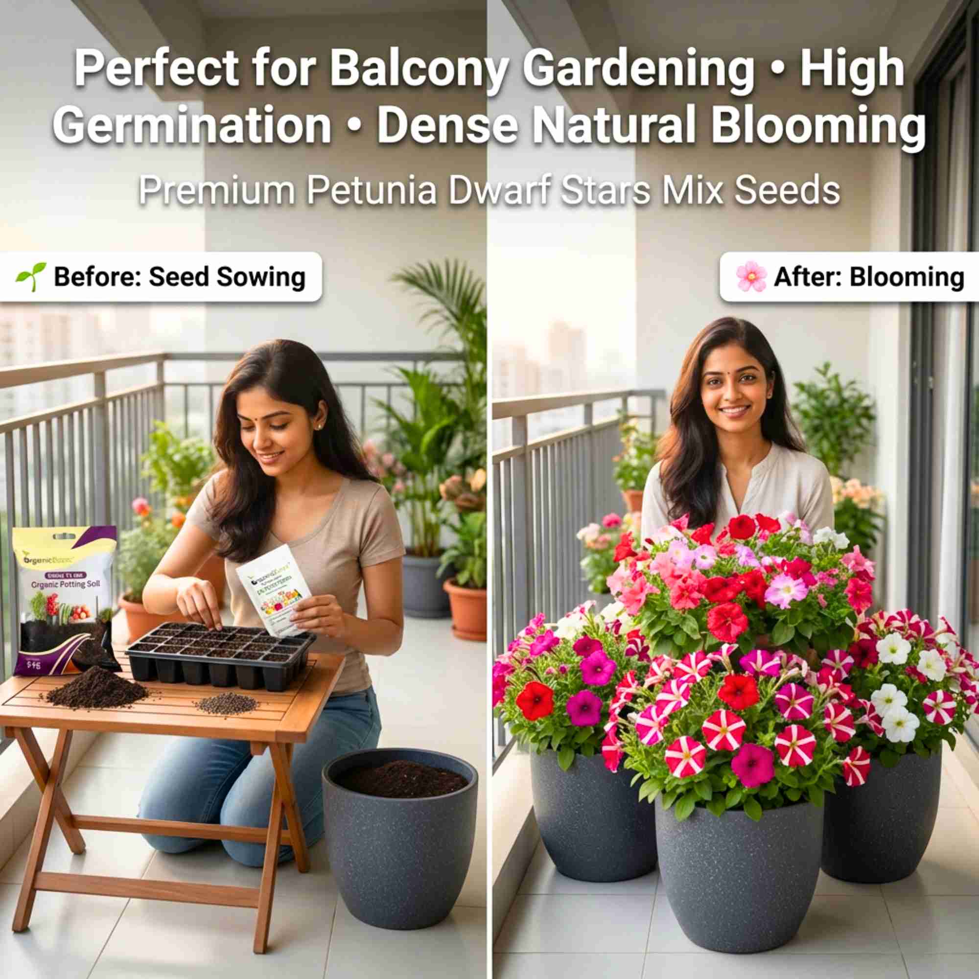 Petunia Dwarf Stars Mix Seeds (300 Seeds) High Germination/ Easy To grow/ Perfect for pots, balconies, or Terrace gardens - Image 2