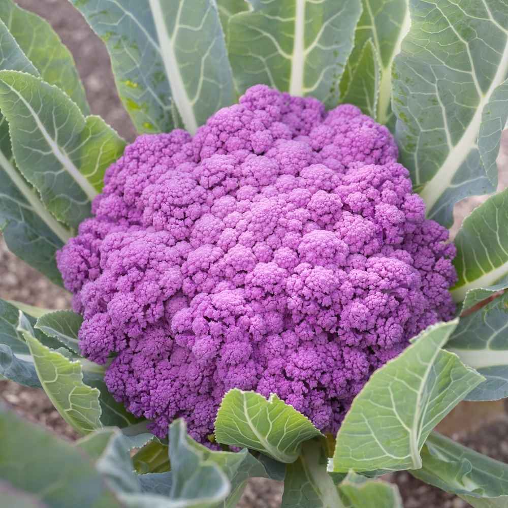 Purple Cauliflower (Bainganee Phool gobhi) Seeds - 40 Seeds (बैंगनी फूल गोभी) High Germination /Easy to Grow/Ideal for Terrace/Kitchen Gardening - Image 2