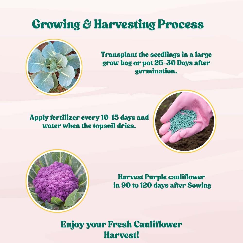 Purple Cauliflower (Bainganee Phool gobhi) Seeds - 40 Seeds (बैंगनी फूल गोभी) High Germination /Easy to Grow/Ideal for Terrace/Kitchen Gardening - Image 5