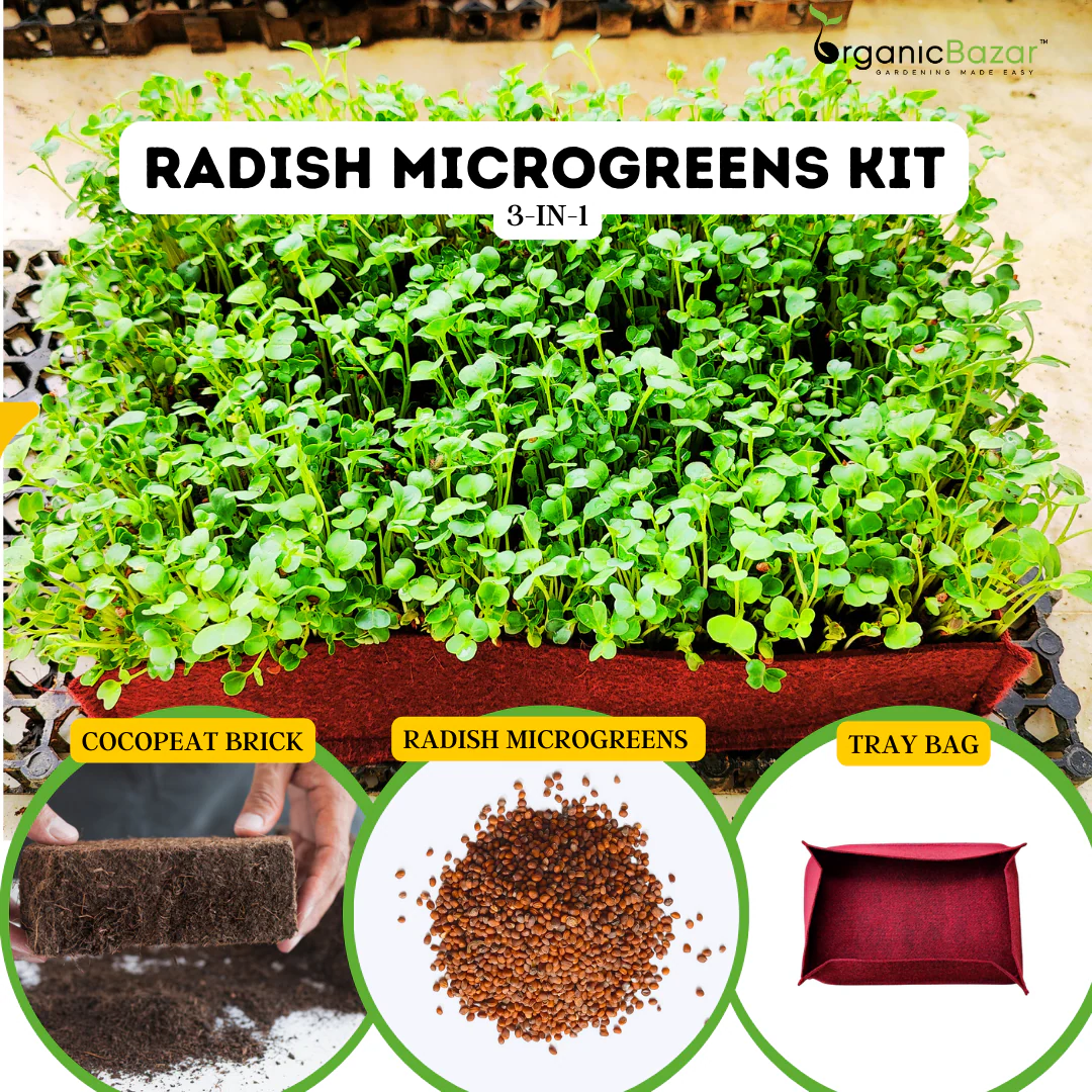 Radish Microgreen Kit for Home Gardening