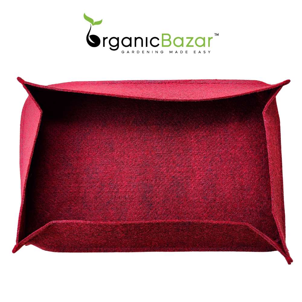 Radish Microgreen Kit for Home Gardening - Image 6