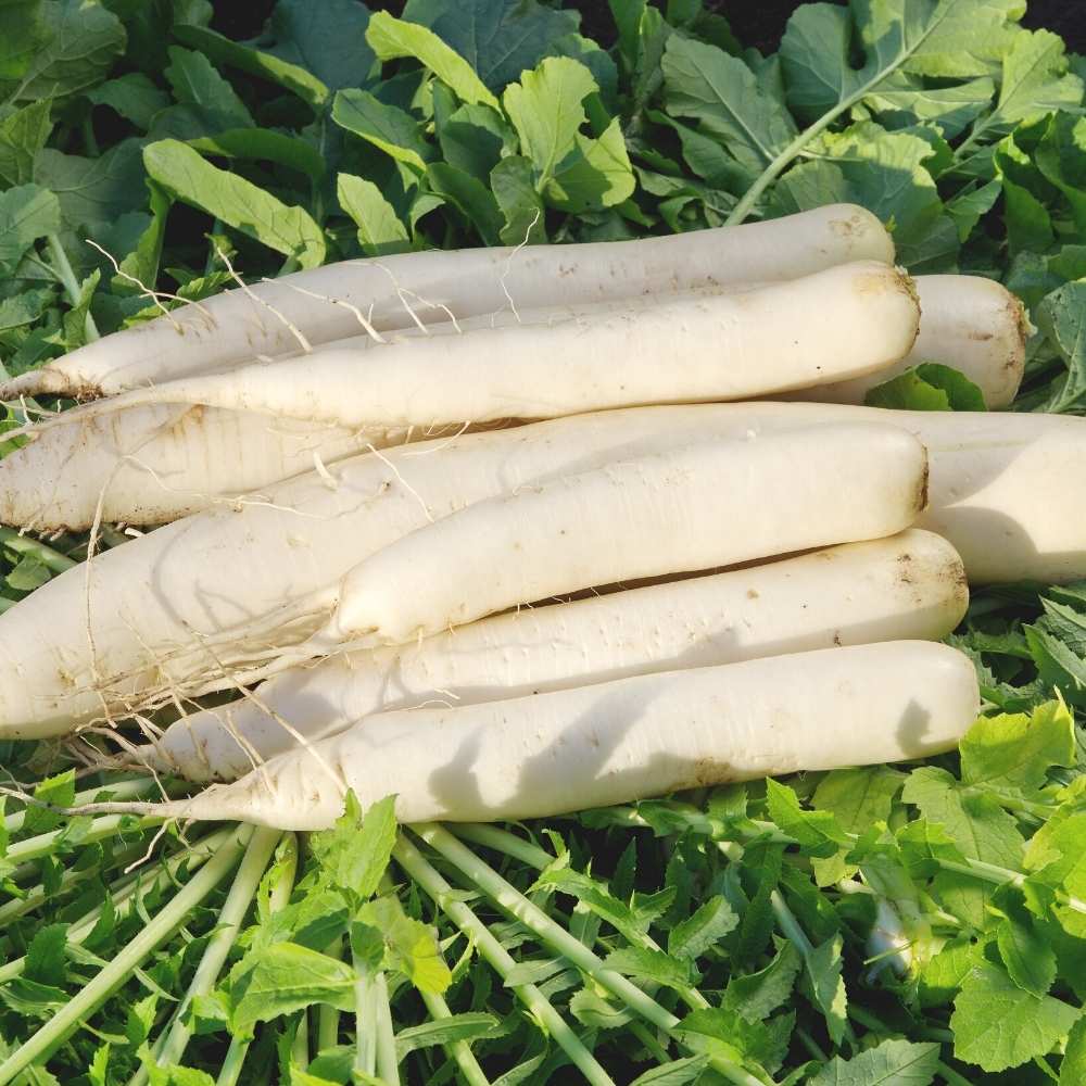 Radish Pusa Chetki Seeds - 250 Seeds (Mooli/मूली के बीज) - Image 2
