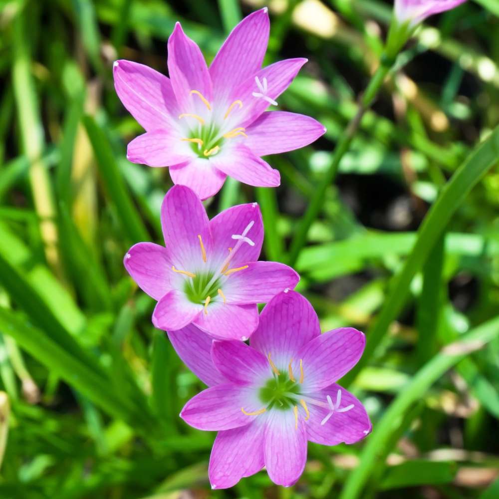 Rain Lily Rose Flower Bulbs (10 Bulbs) - Image 2