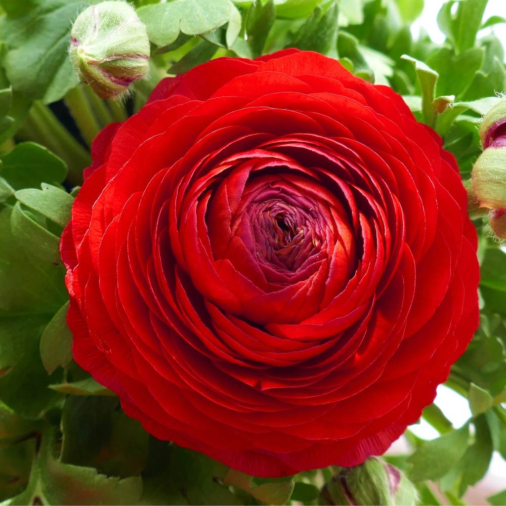 Ranunculus Red Flower Bulbs (05 Bulbs) - Image 6