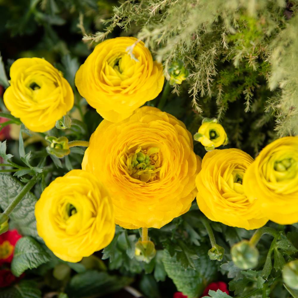 Ranunculus Yellow Flower Bulbs (05 Bulbs) Best Quality Bulbs for Balcony & Terrace Gardening - Image 7