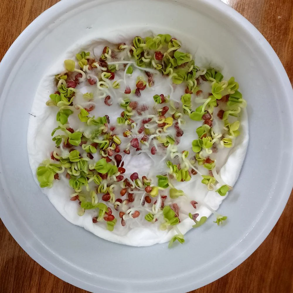 Red Round Radish Seeds - 200 Seeds (Gol Mooli/लाल गोल मूली के बीज) - Image 6