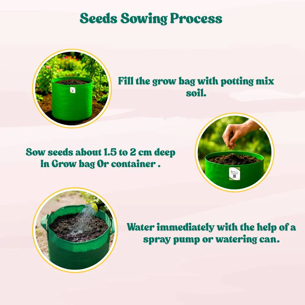 Ridge gourd or Luffa (Turai) Seeds - 12 Seeds (तुरई के बीज) Easy To grow, High Germination, High Yield Seeds for Home Gardening - Image 7
