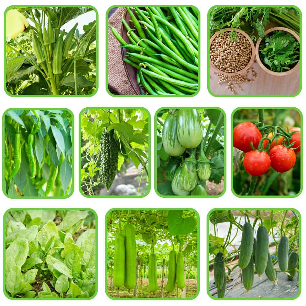 All Time Vegetable Seeds Kit for Home Gardening - Image 3