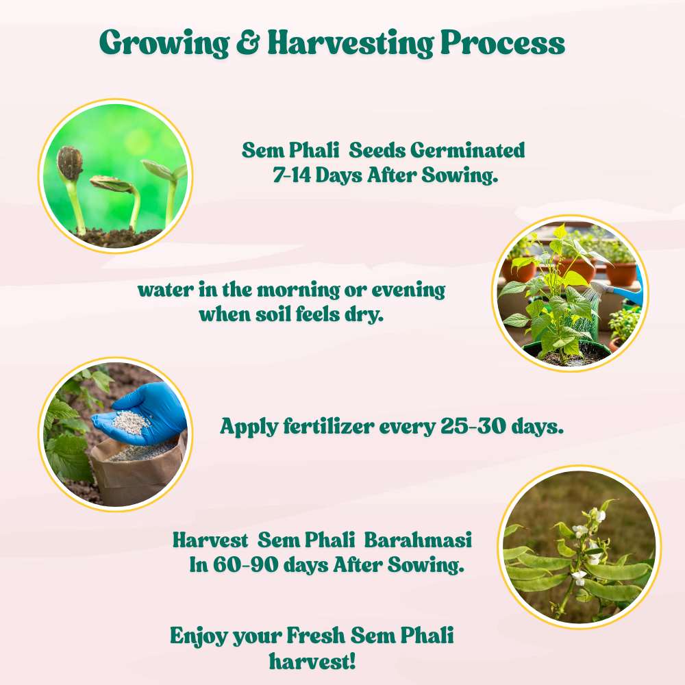 Sem Phali/ Dolichos Beans (Barahmasi) Seeds - 20 Seeds (सेम फली के बीज) Easy To grow, High Germination, High Yield Seeds for Home Gardening - Image 5
