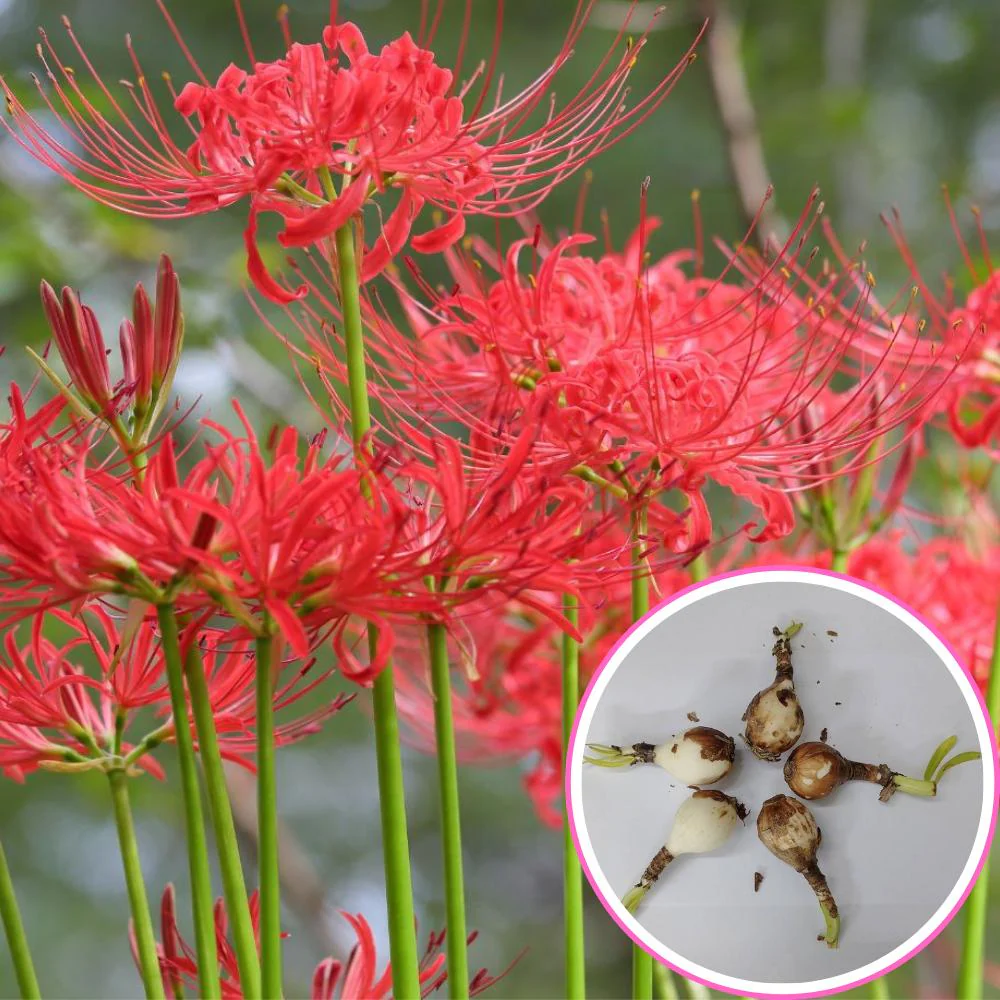Spider Lily (Lycoris Radiata) Red Flower Bulbs - Image 2