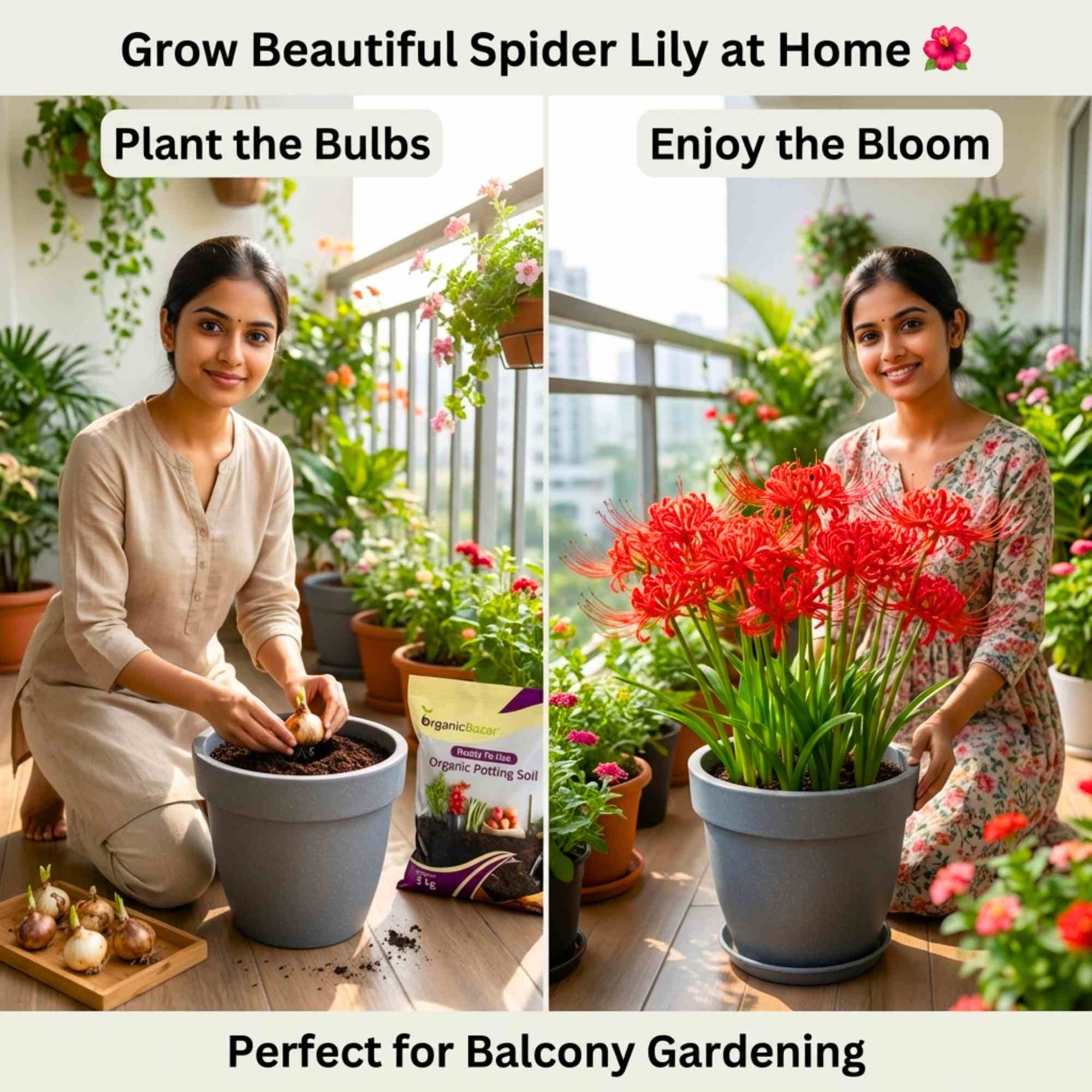 Spider Lily (Lycoris Radiata) Red Flower Bulbs - Image 4