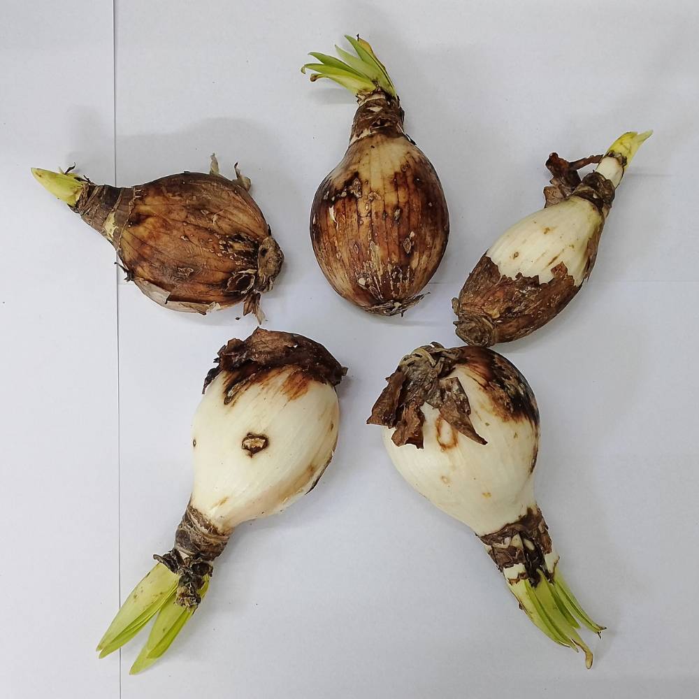 Spider Lily (Lycoris Aurea) Yellow Flower Bulbs (05N) - Image 3