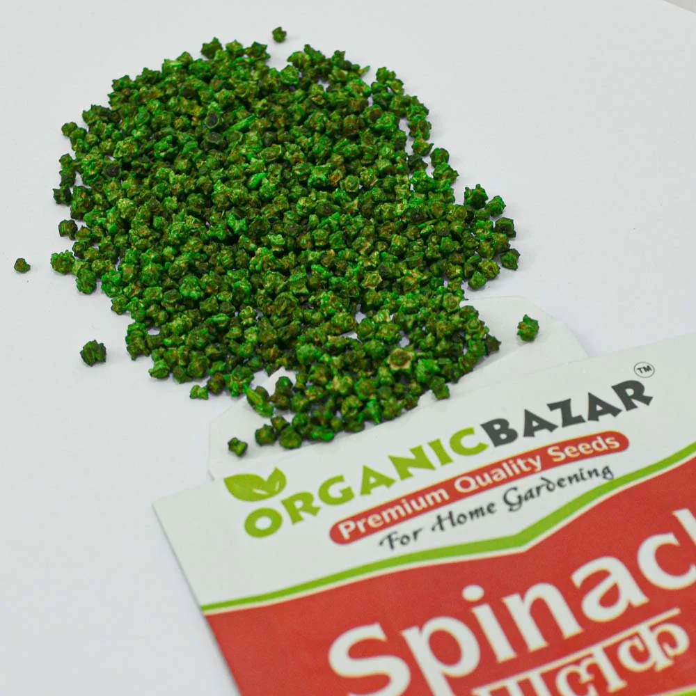 Spinach (Palak) Seeds (750 Seeds) (पालक के बीज) Easy to Grow Leafy Greens - Image 5