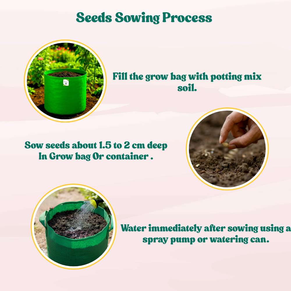 Squash Patty Pan Seeds - 10 Seeds (पैटीपैन स्क्वैश के बीज) Easy To grow, High Germination, High Yield Seeds for Home Gardening - Image 7