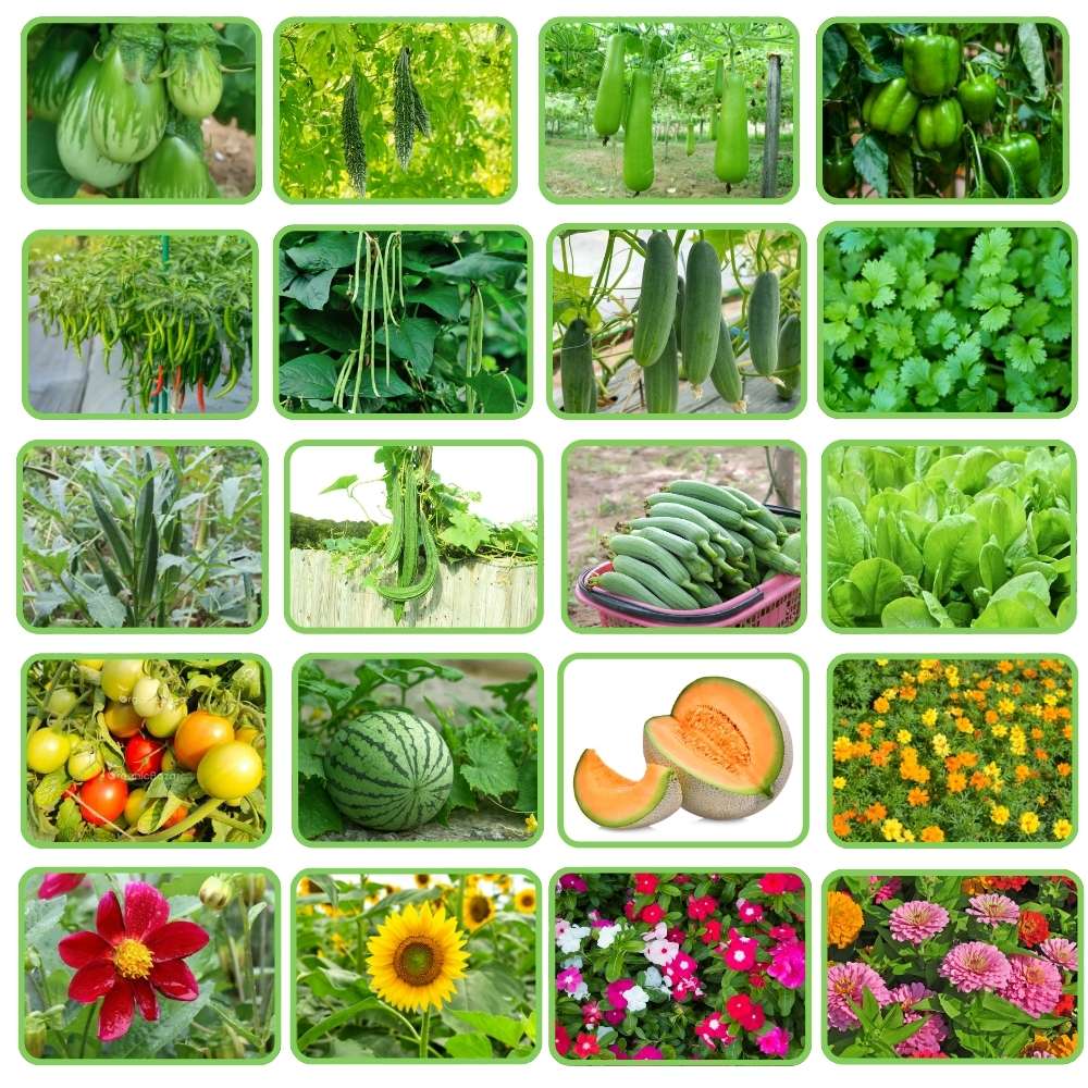 Summer Vegetable and Flowers Mixed Seeds Kit for Home Gardening - Image 2