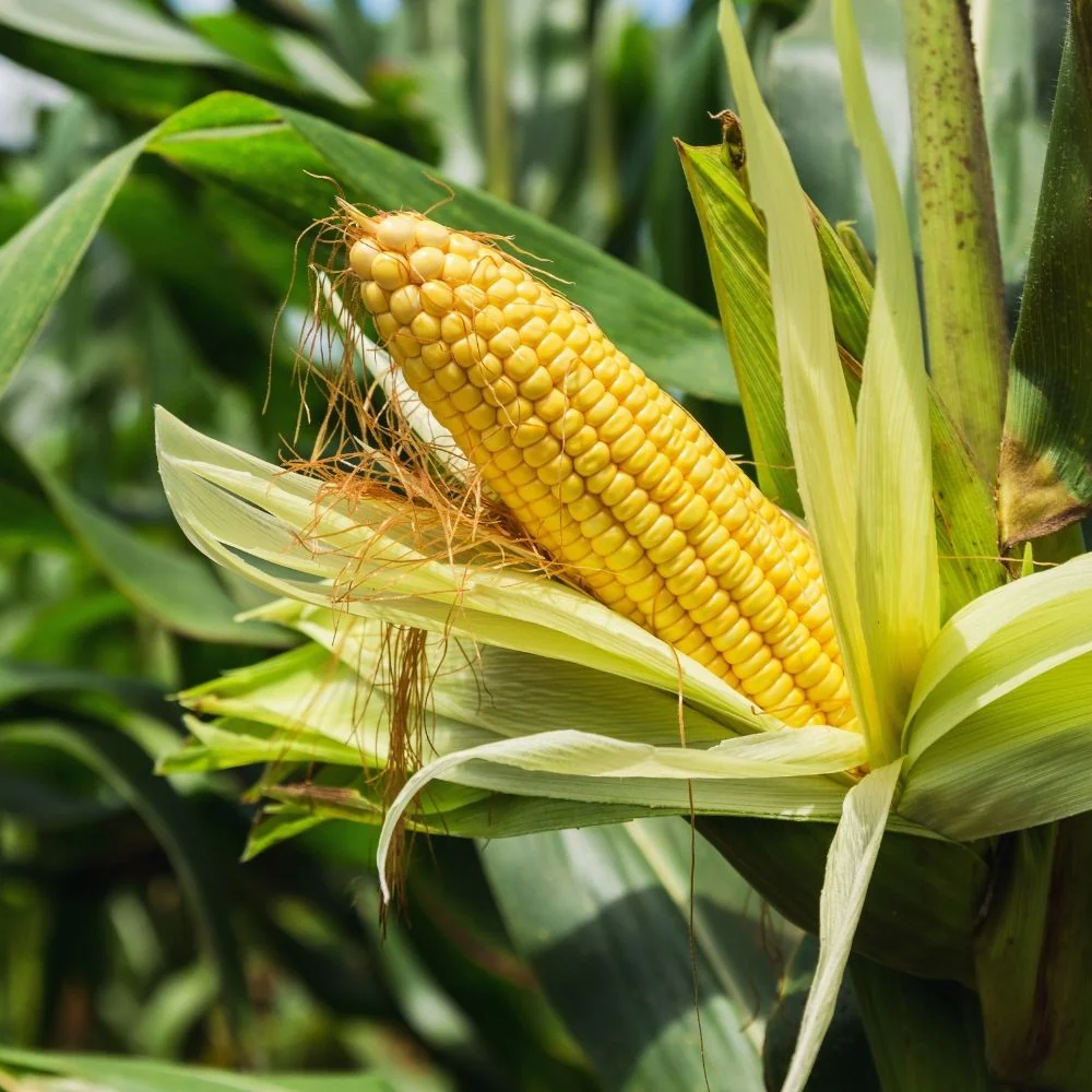 Sweet Corn (Makka) Seeds - 50 Seeds (मक्का के बीज) High Germination, Easy to Grow, Premium Quality Sweet Corn Seeds for Kitchen Gardening - Image 3
