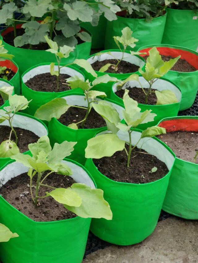 Terrace Gardening Kit for Beginners 14 Different Product in 1 kit - Image 7