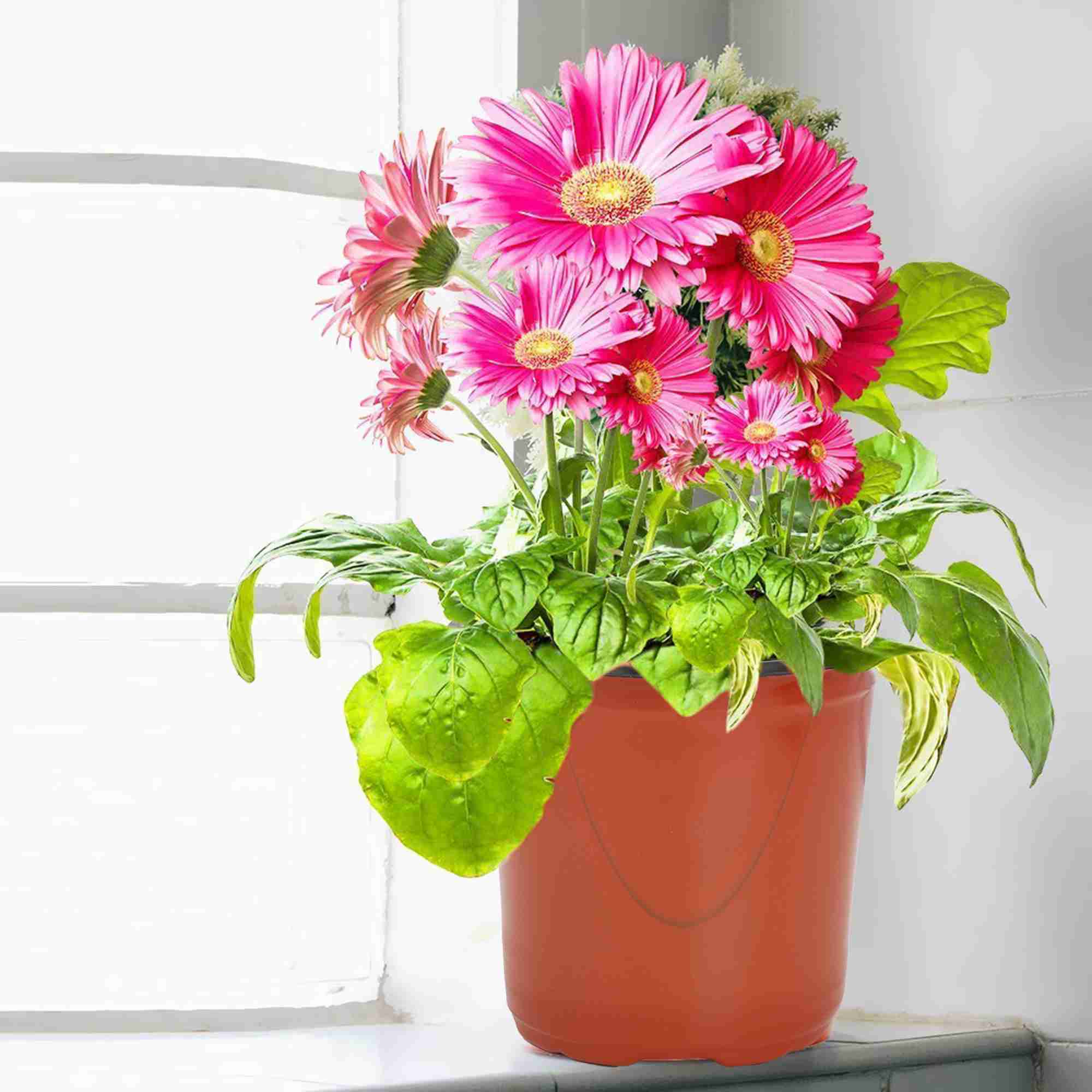 Thermoform Pot-4 Terracotta Color (Set of 20) (10cm) - Image 5