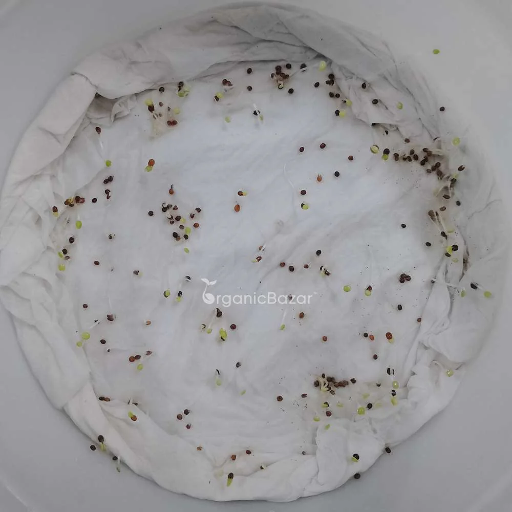 Thyme Seeds (Ajwain ke Phool/थाइम/अजवाइन के फूल के बीज) - Image 4