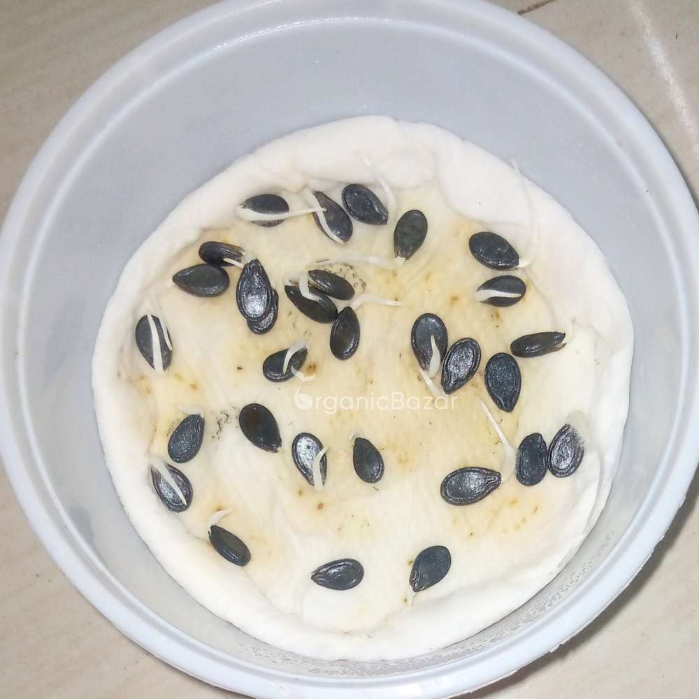 Tinda (Apple gourds) Seeds - 30 Seeds (टिंडा के बीज) High Germination/ Easy to Grow/ Ideal for Terrace/Kitchen Gardening 98 reviews - Image 6