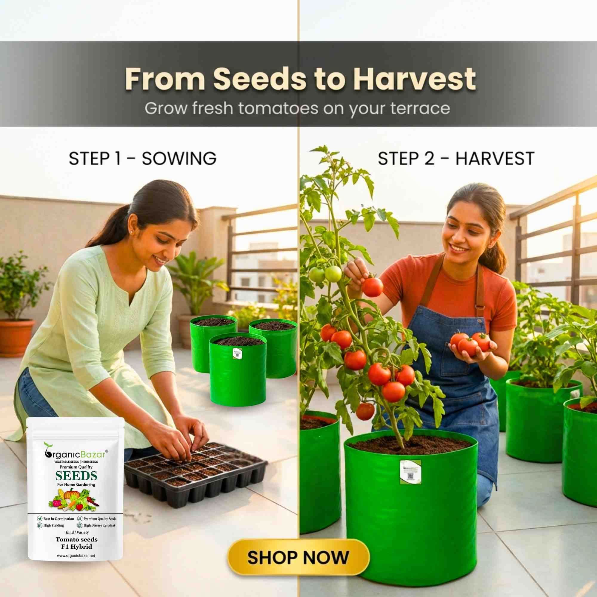 Tomato F1 Hybrid Seeds - 50 Seeds (Tamatar) (टमाटर के बीज) High Germination/ Easy to Grow/ Ideal for Terrace/Kitchen Gardening - Image 4