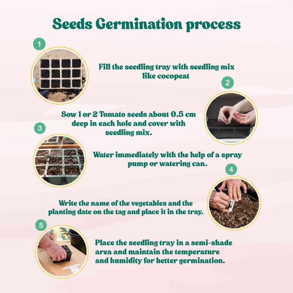 Tomato F1 Hybrid Seeds - 50 Seeds (Tamatar) (टमाटर के बीज) High Germination/ Easy to Grow/ Ideal for Terrace/Kitchen Gardening - Image 8