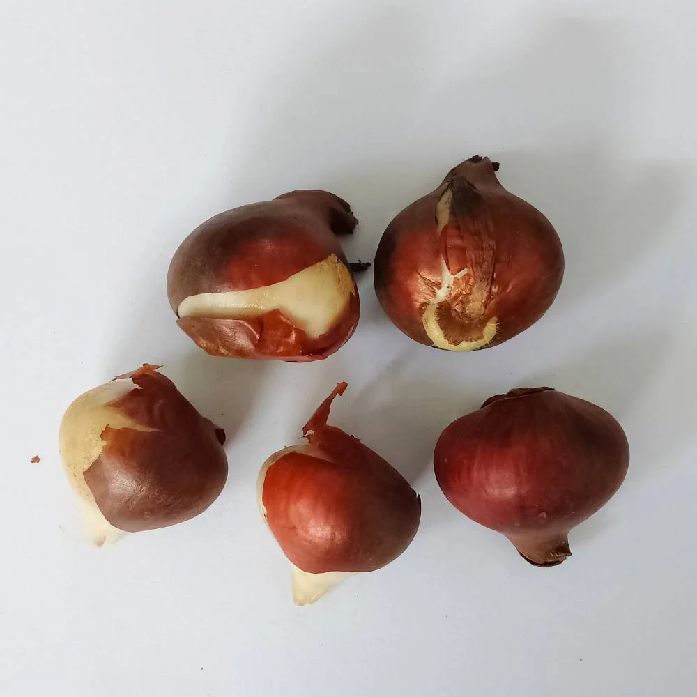 Tulip Black Jack Flower Bulbs - Image 3