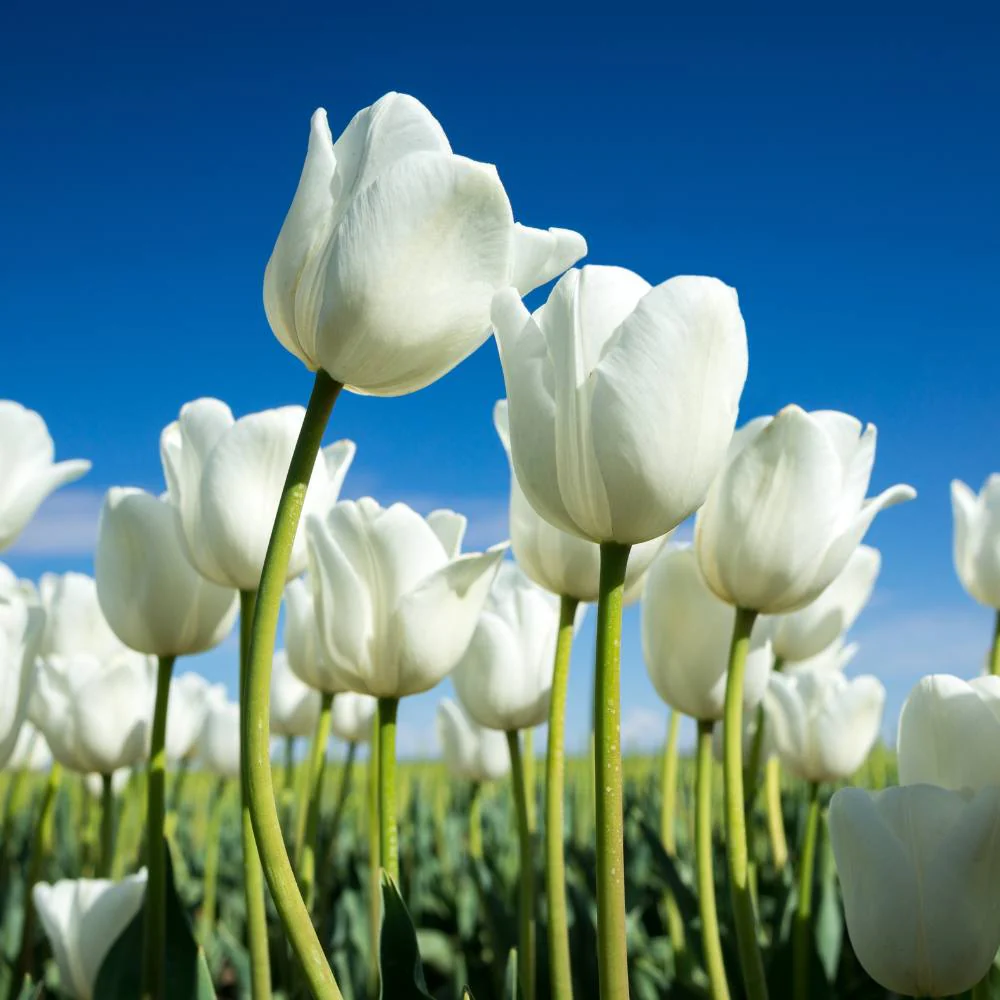 Tulip White Flower Bulbs (05N) - Image 3
