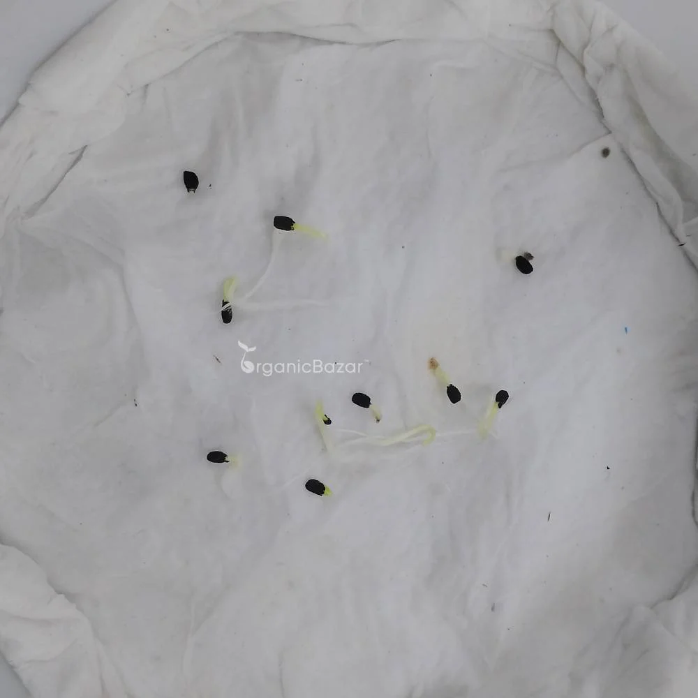 Vinca Cora Cascade Polka Dot Mix Seeds - 10 Seeds (Periwinkle/ Sadabahar/सदाबहार के बीज) - Image 3