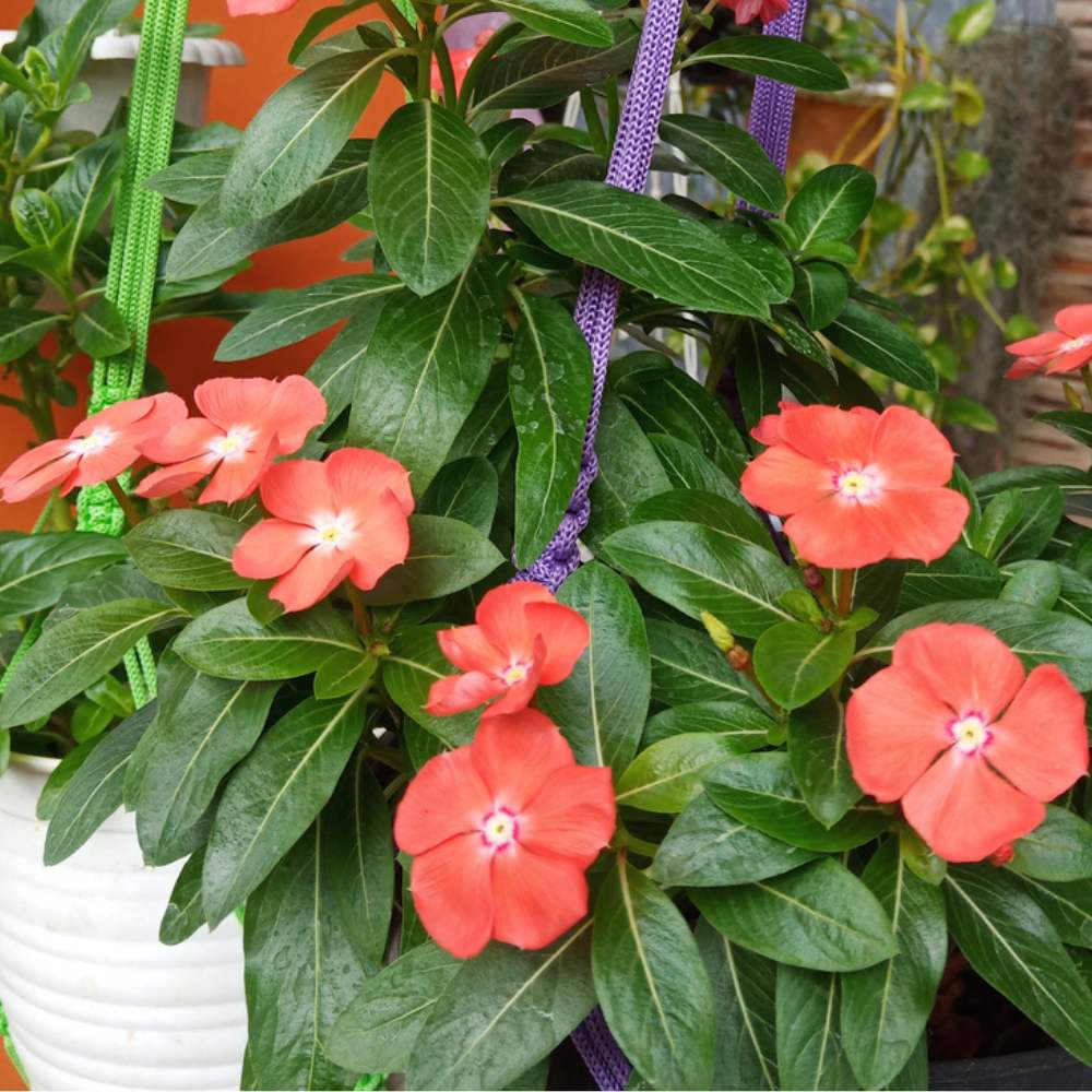 Vinca Pacifica XP Orange Seeds - 25 Seeds (Periwinkle/ Sadabahar/सदाबहार के बीज) High Germination, Annual Flower Seeds for Terrace Gardening - Image 2