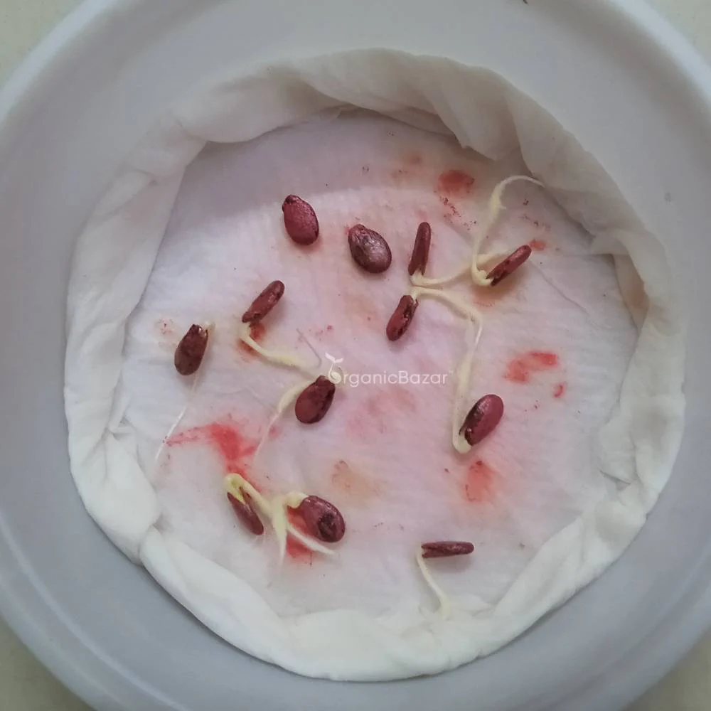 Watermelon Round Black Seeds - 12 Seeds (Tarbooj/तरबूज के बीज) - Image 4