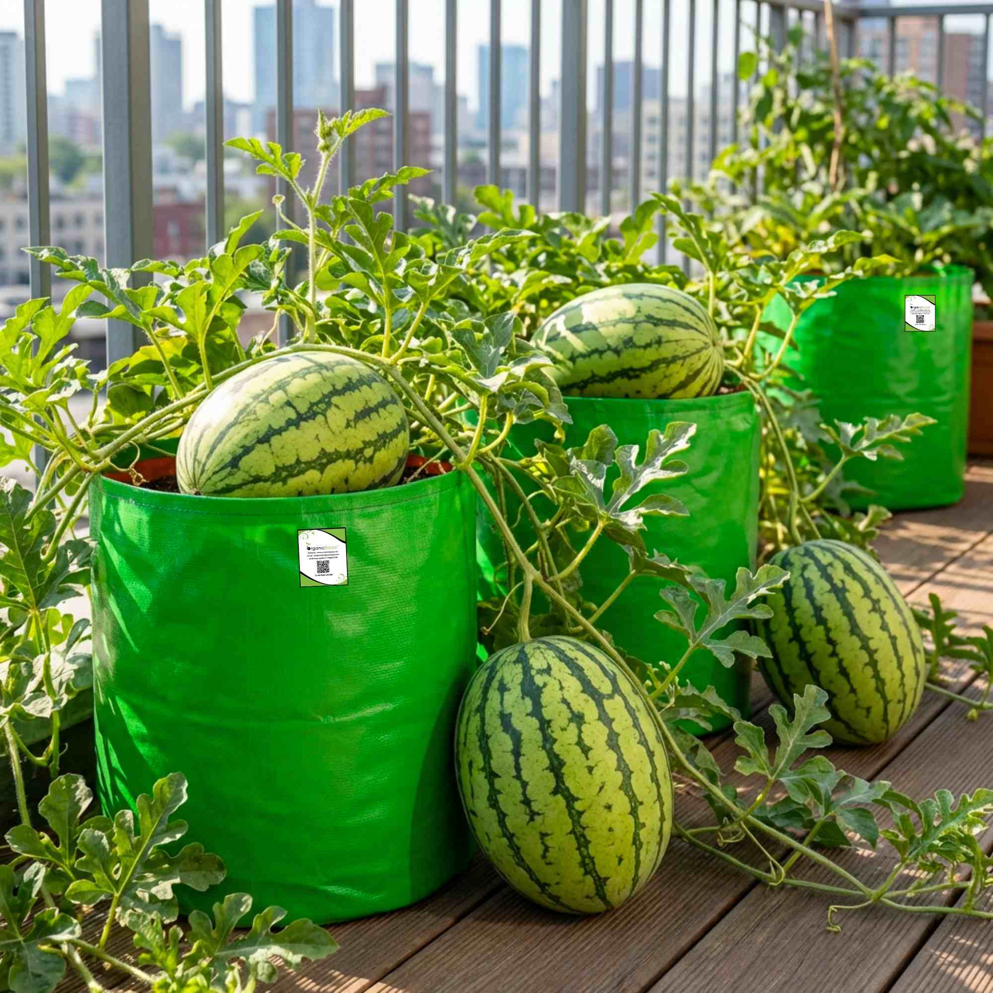 Watermelon Striped Oval Seeds - 12 Seeds (Tarbooj/तरबूज के बीज) - Image 3