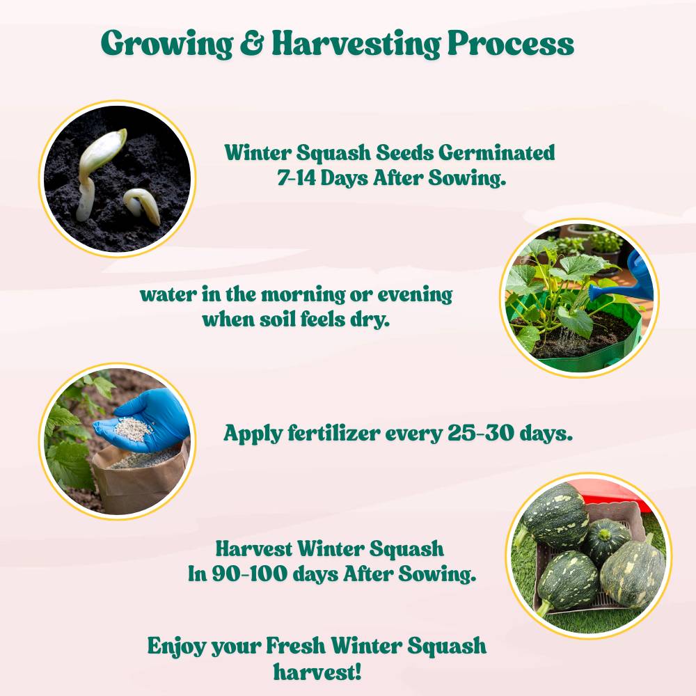 Winter Squash (Pumpkin) Seeds (10 Seeds) Easy To grow, High Germination, High Yield Seeds for Home Gardening - Image 9