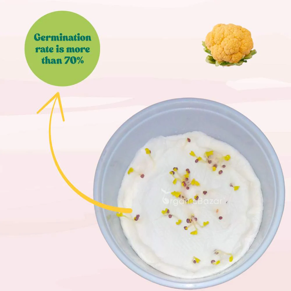 Yellow Cauliflower (Pili Phool Gobhi) Seeds - 40 Seeds (पीली गोभी के बीज) High Germination /Easy to Grow/Ideal for Terrace/Kitchen Gardening - Image 4