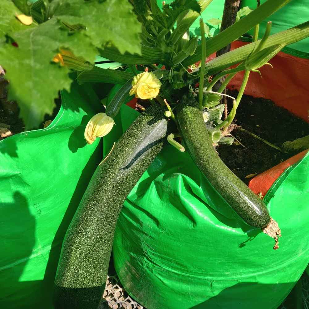 Zucchini Black Beauty (Green) Seeds - 15 Seeds (जुकिनी के बीज) - Image 4