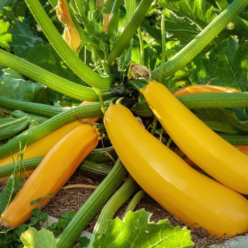 Zucchini Yellow Seeds - 15 Seeds (पीली जुकिनी के बीज) - Image 4